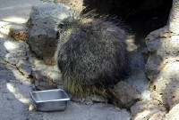 05-Aug-2000
Bend, OR
High Desert Museum - Porcupine