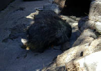 05-Aug-2000
Bend, OR
High Desert Museum - Porcupine