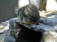 05-Aug-2000
Bend, OR
High Desert Museum - Porcupine