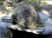 05-Aug-2000
Bend, OR
High Desert Museum - Porcupine