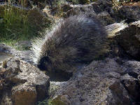 05-Aug-2000
Bend, OR
High Desert Museum - Porcupine