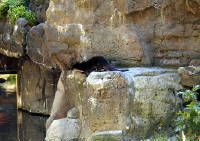 05-Aug-2000
Bend, OR
High Desert Museum - Otter