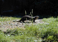 05-Aug-2000
Bend, OR
High Desert Museum - Otter