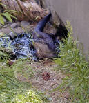 05-Aug-2000
Bend, OR
High Desert Museum - Otter