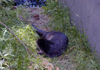 05-Aug-2000
Bend, OR
High Desert Museum - Otter
