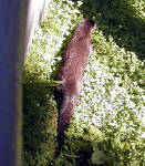 05-Aug-2000
Bend, OR
High Desert Museum - Otter