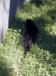 05-Aug-2000
Bend, OR
High Desert Museum - Otter