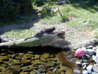 05-Aug-2000
Bend, OR
High Desert Museum - Otter