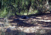 05-Aug-2000
Bend, OR
High Desert Museum - Otter