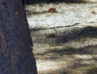 05-Aug-2000
Bend, OR
High Desert Museum - Chipmunk