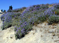 06-Aug-2000
Mount Hood, OR
Bank of sub-alpine lupines