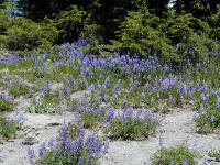 06-Aug-2000
Mount Hood, OR
Field of aub-alpine lupines