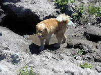 06-Aug-2000
Mount Hood, OR
Dog