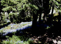 06-Aug-2000
Mount Hood, OR
Sub-alpine lupines