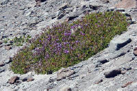 06-Aug-2000
Mount Hood, OR
Flower ??