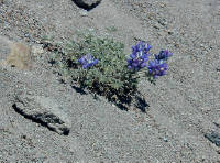 06-Aug-2000
Mount Hood, OR
Lonely flowers