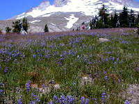 06-Aug-2000
Mount Hood, OR
A field of Lupines