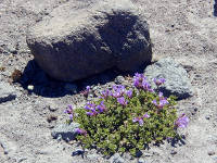 06-Aug-2000
Mount Hood, OR
Flowers